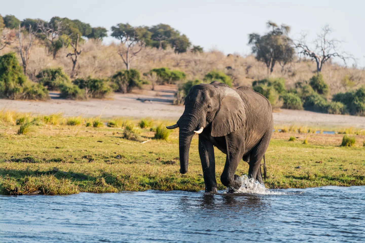 Chobe National Park Boat Safari Elephant Alex Frood Botswana