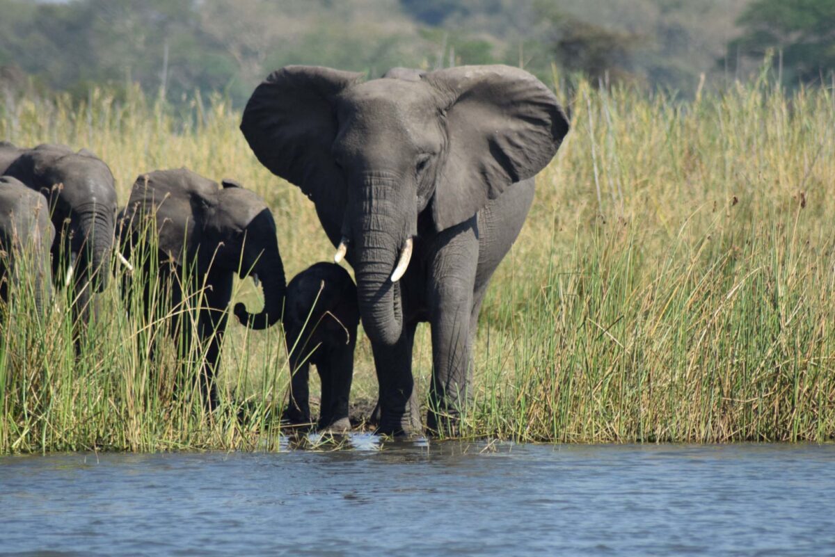 Liwonde Safari Family of elephants Malawi