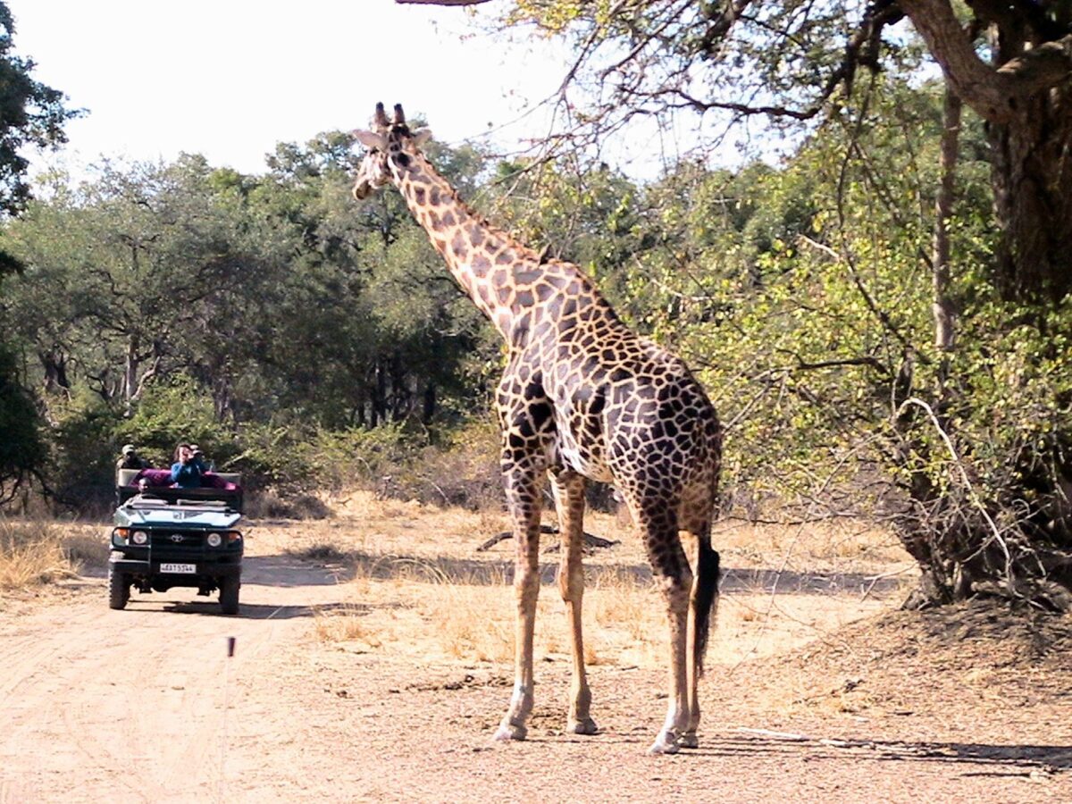 Liwonde safari 4x4 close to a Giraffe Malawi