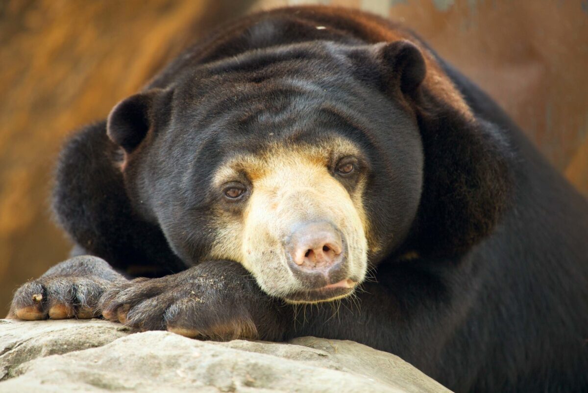 Sunbear Hero Borneo