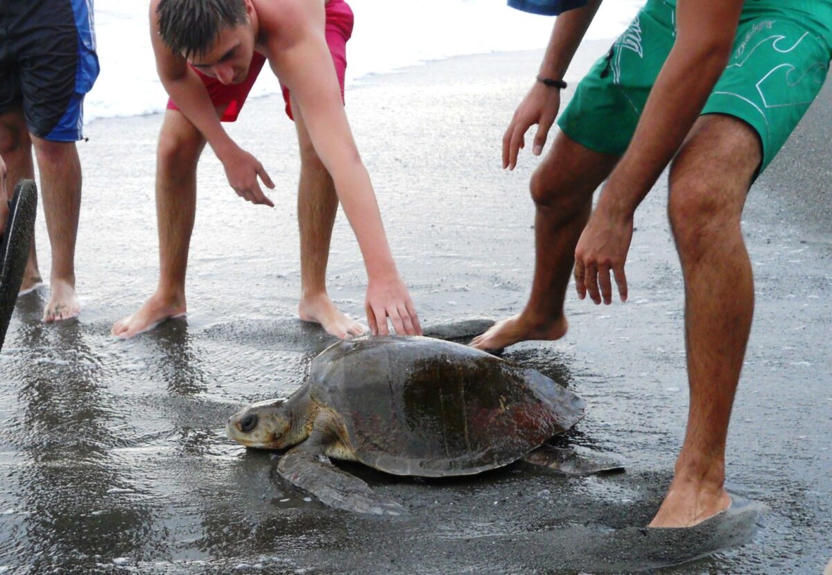 Playa Uvita pacific coast turtle on the beach Costa Rica