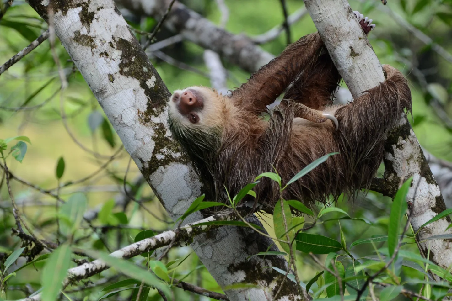 Asis animal sanctuary happy sloth Costa Rica