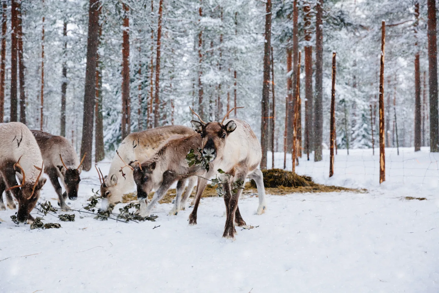 Reindeer farm in a winter forest Finland Winter