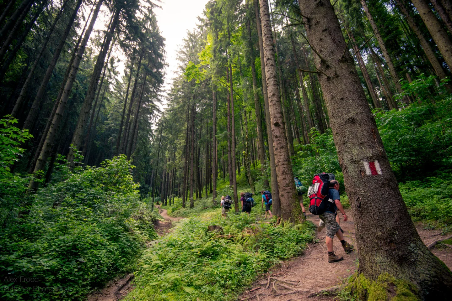 Piatra Mare Trek dark woods Romania
