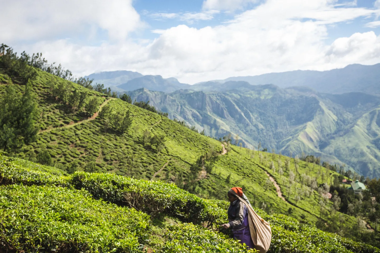 Tea plantation trek worker in the fields India South